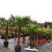 Palma konopná (Trachycarpus fortunei) - výška kmeňa 125-150 cm, celková výška 200-250 cm (-17°C) 